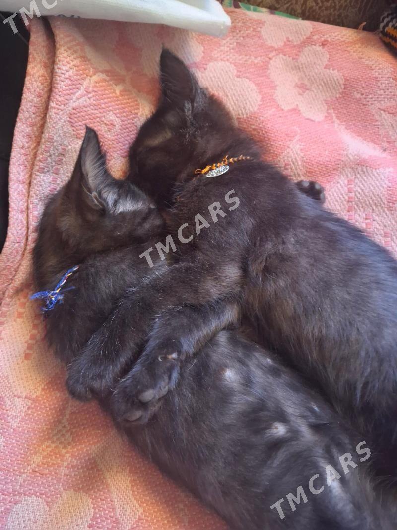 кошки - Daşoguz - img 2