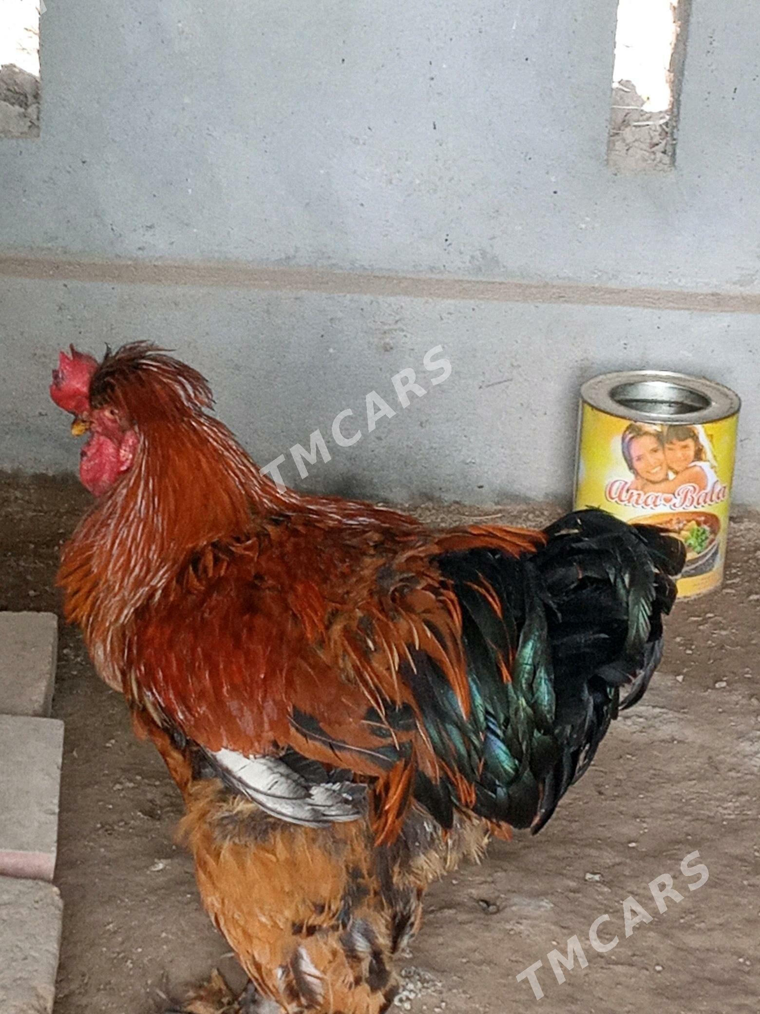 Brama horaz - Kerki - img 2