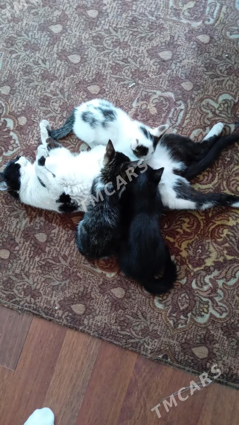 котята - Türkmenbaşy - img 2