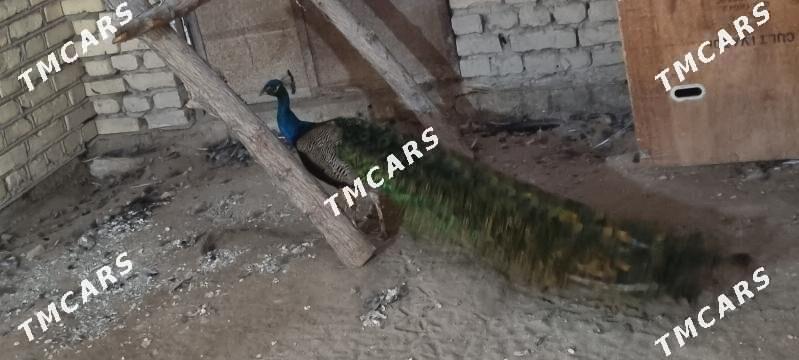 Tawus - Daşoguz - img 2