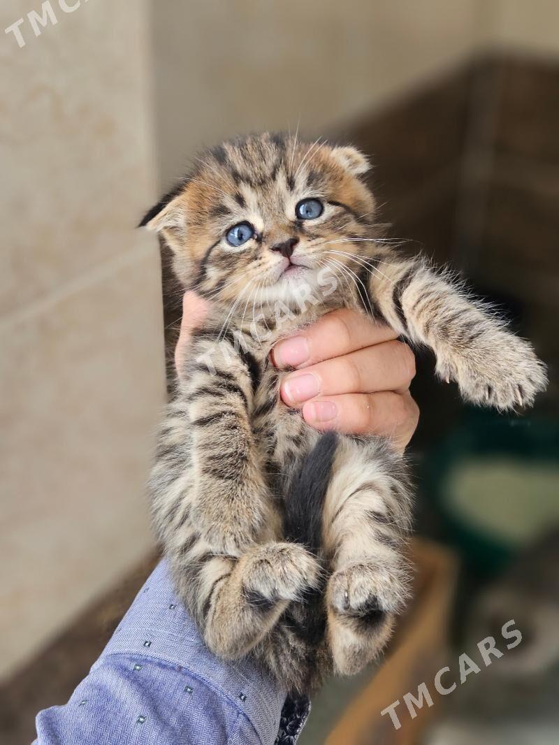 вислоухий кот - Türkmenabat - img 3