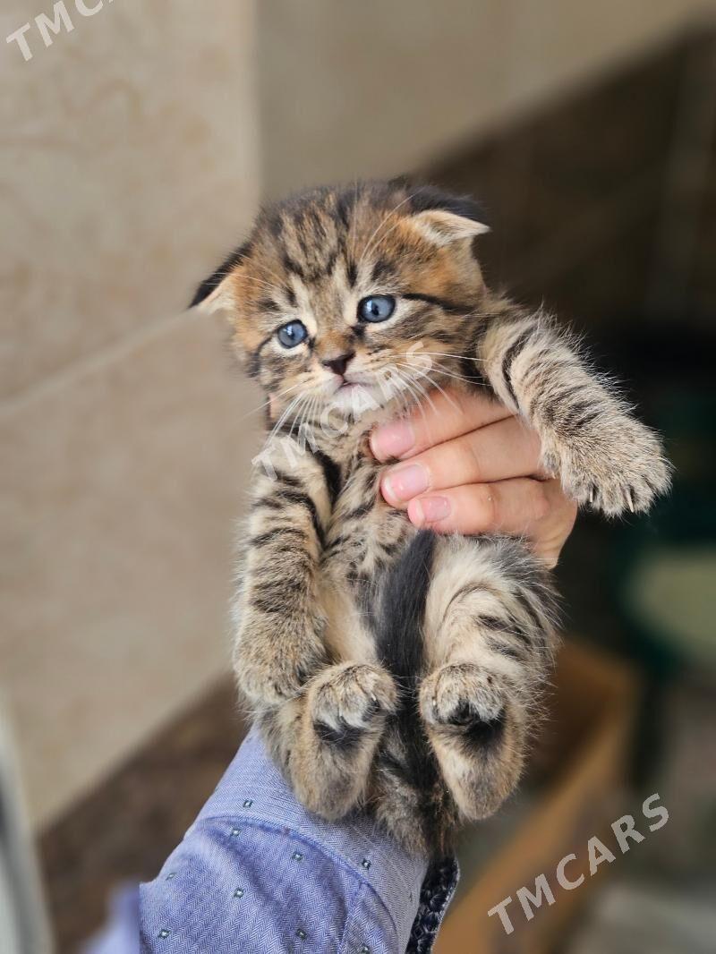 вислоухий кот - Türkmenabat - img 5