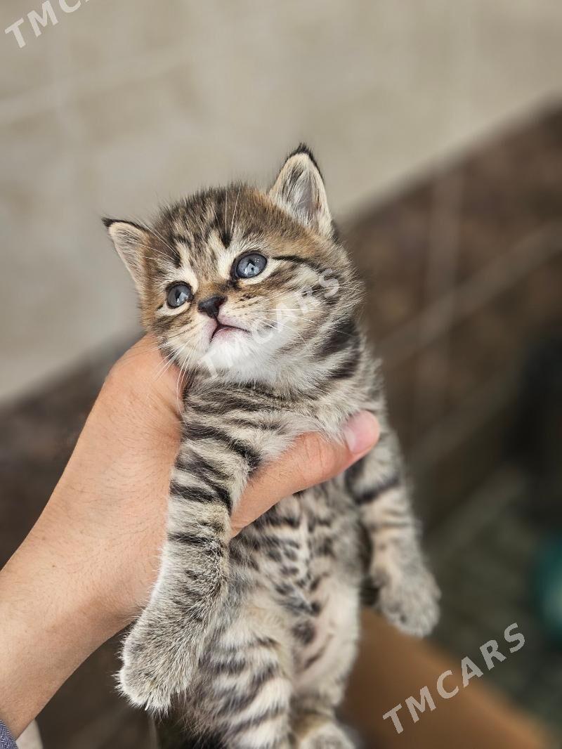 вислоухий кот - Türkmenabat - img 2