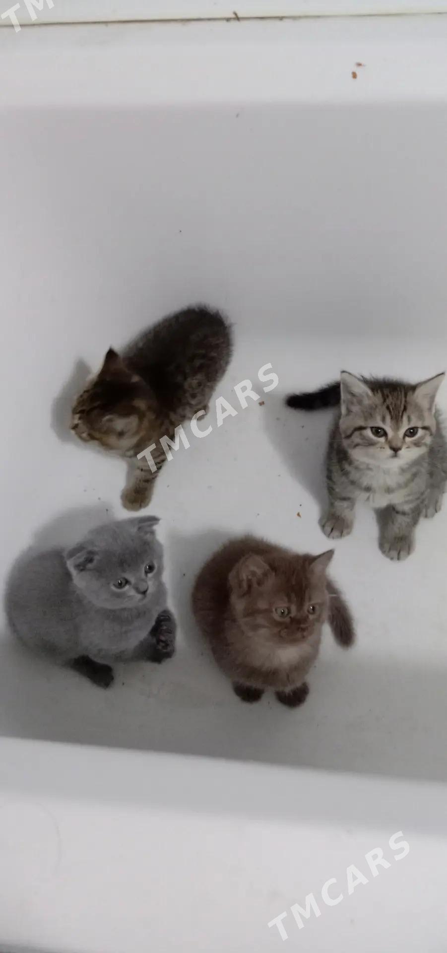 котята шотландские - Ашхабад - img 4