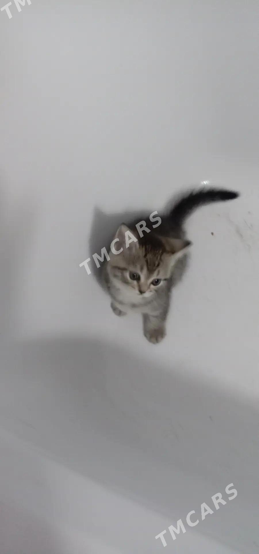 котята шотландские - Ашхабад - img 5