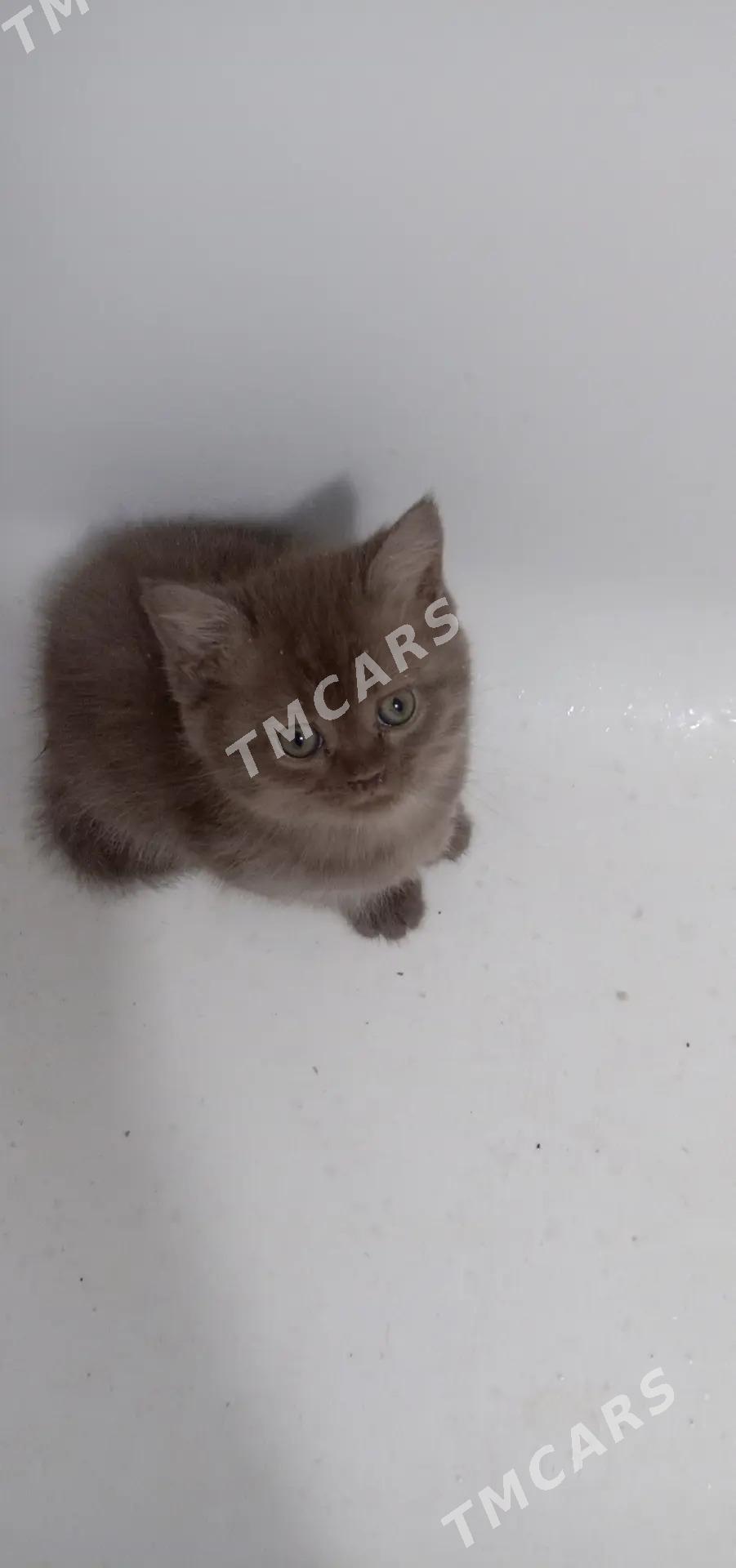 котята шотландские - Ашхабад - img 7