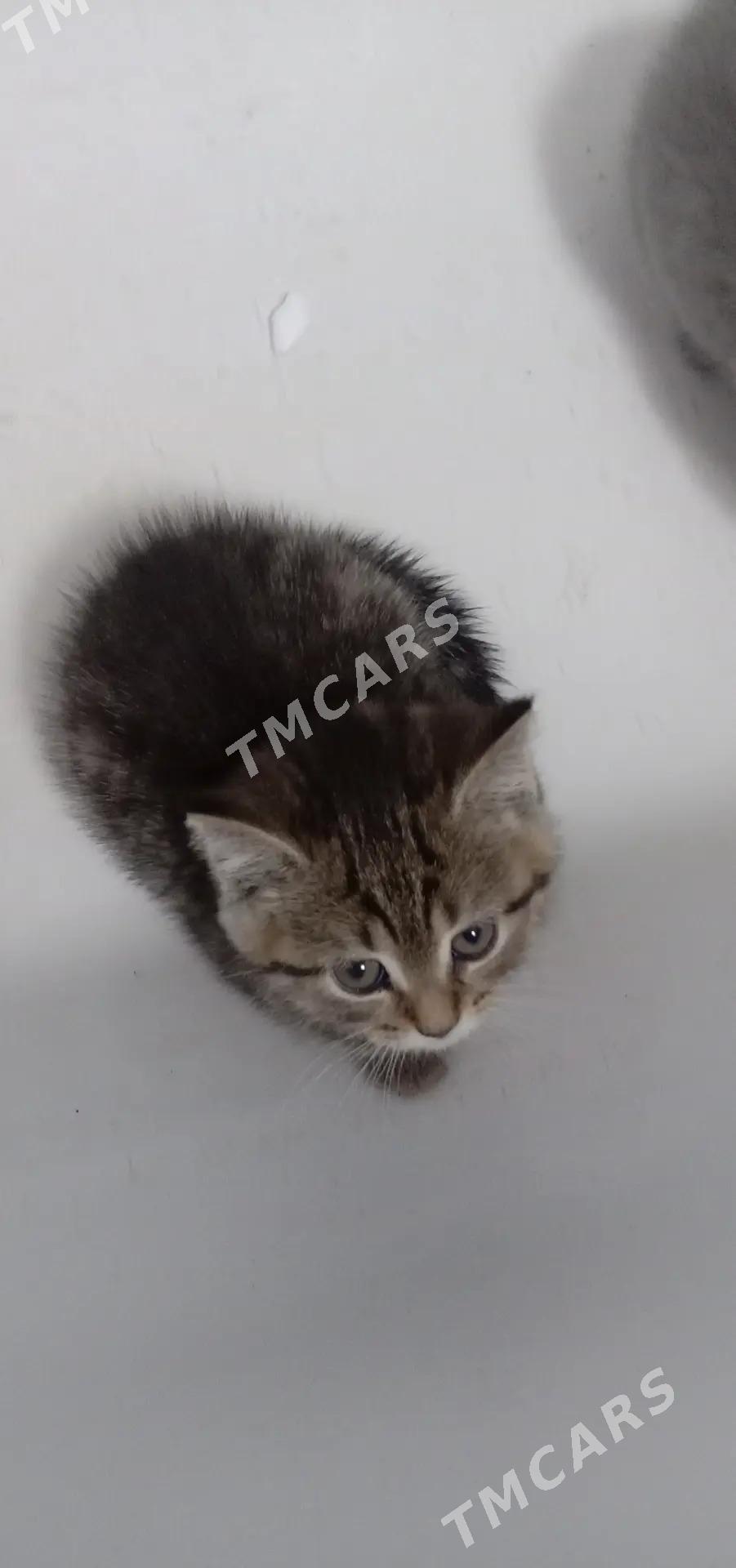 котята шотландские - Ашхабад - img 3