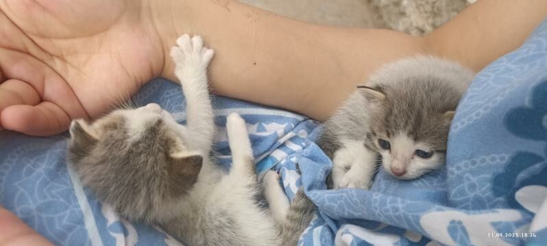 отдам котят в хорошие руки - Байрамали - img 2