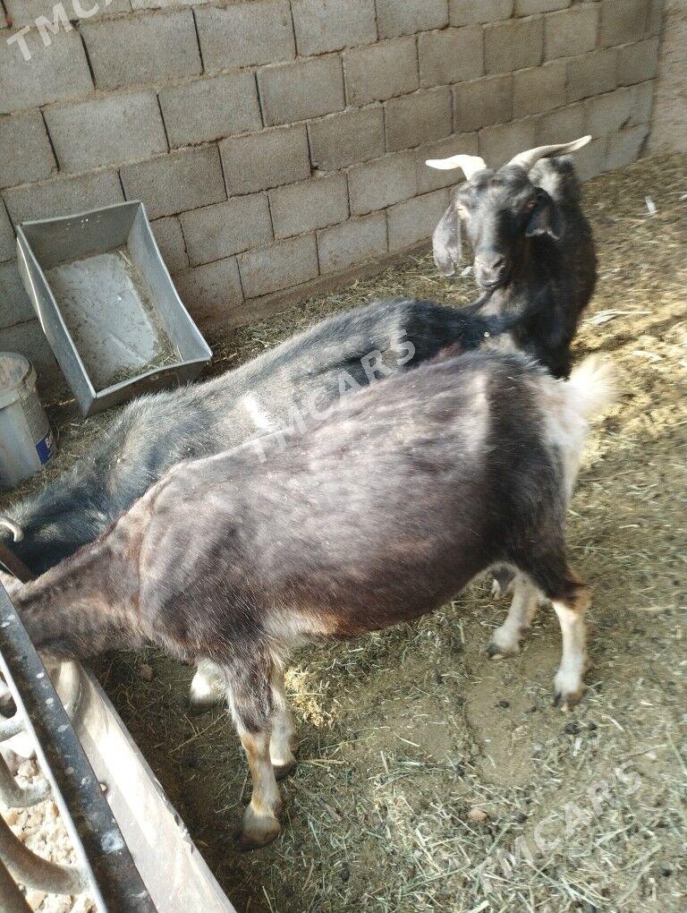 Geci - Gökje - img 2