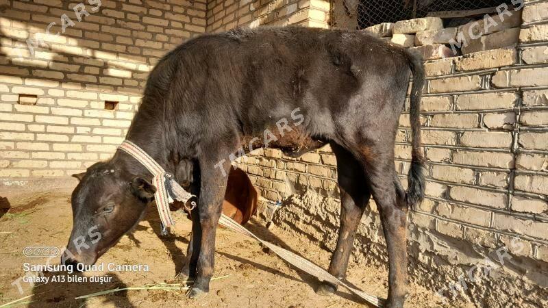 Goleler - Wekilbazar - img 5