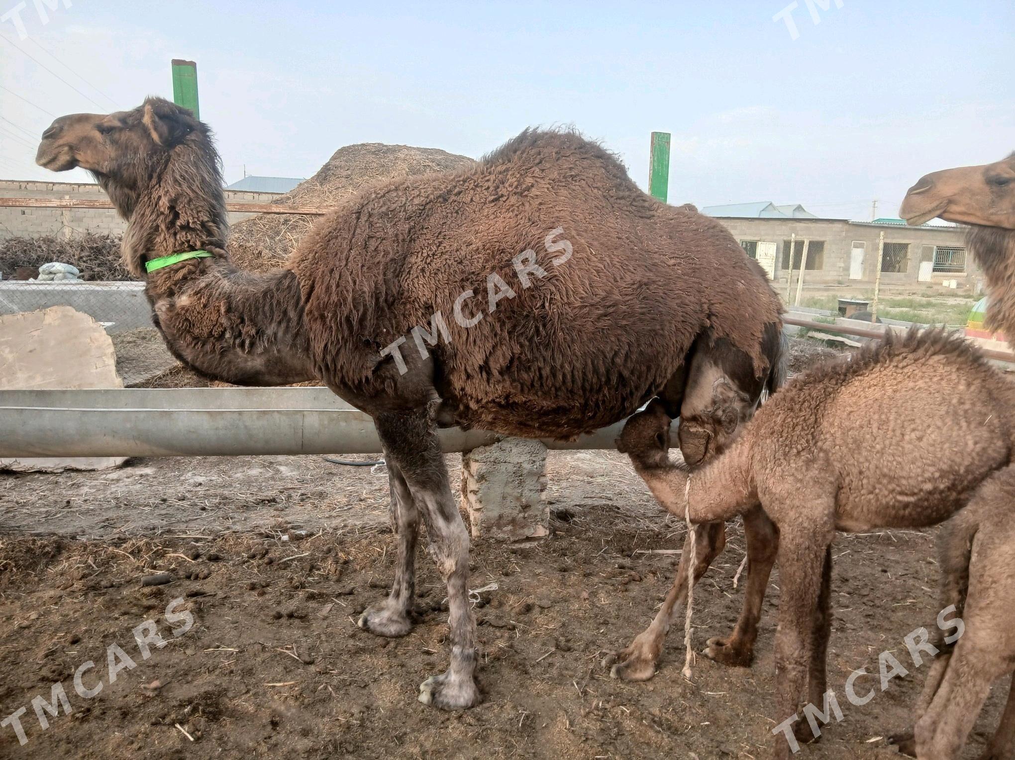 KÖŞEKLI DÜÝE - Gökdepe - img 3