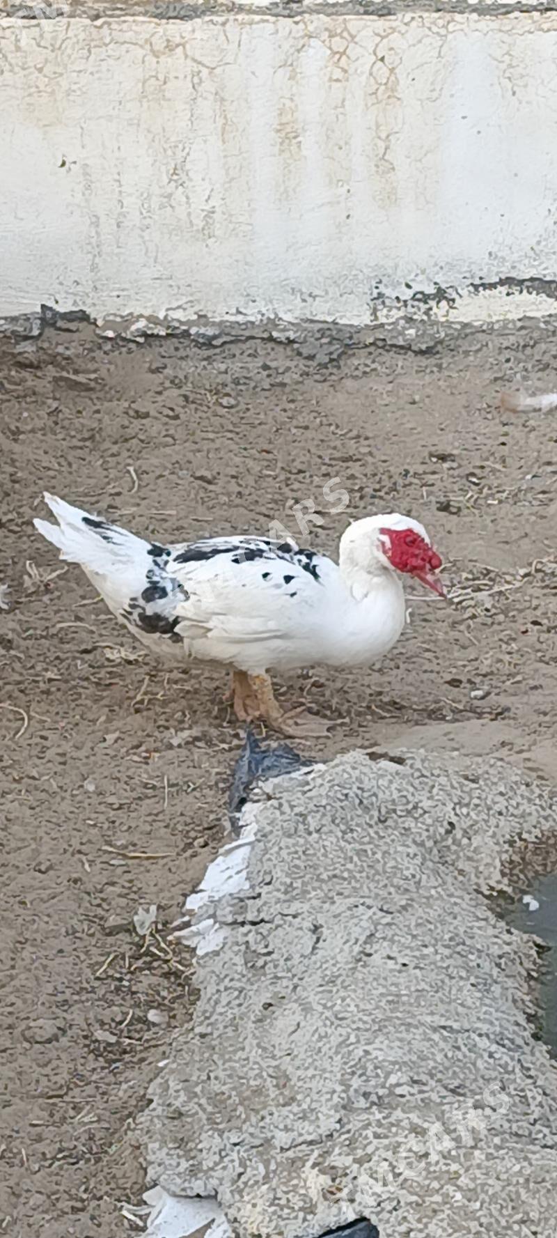 ördek induwatka - Aşgabat - img 3
