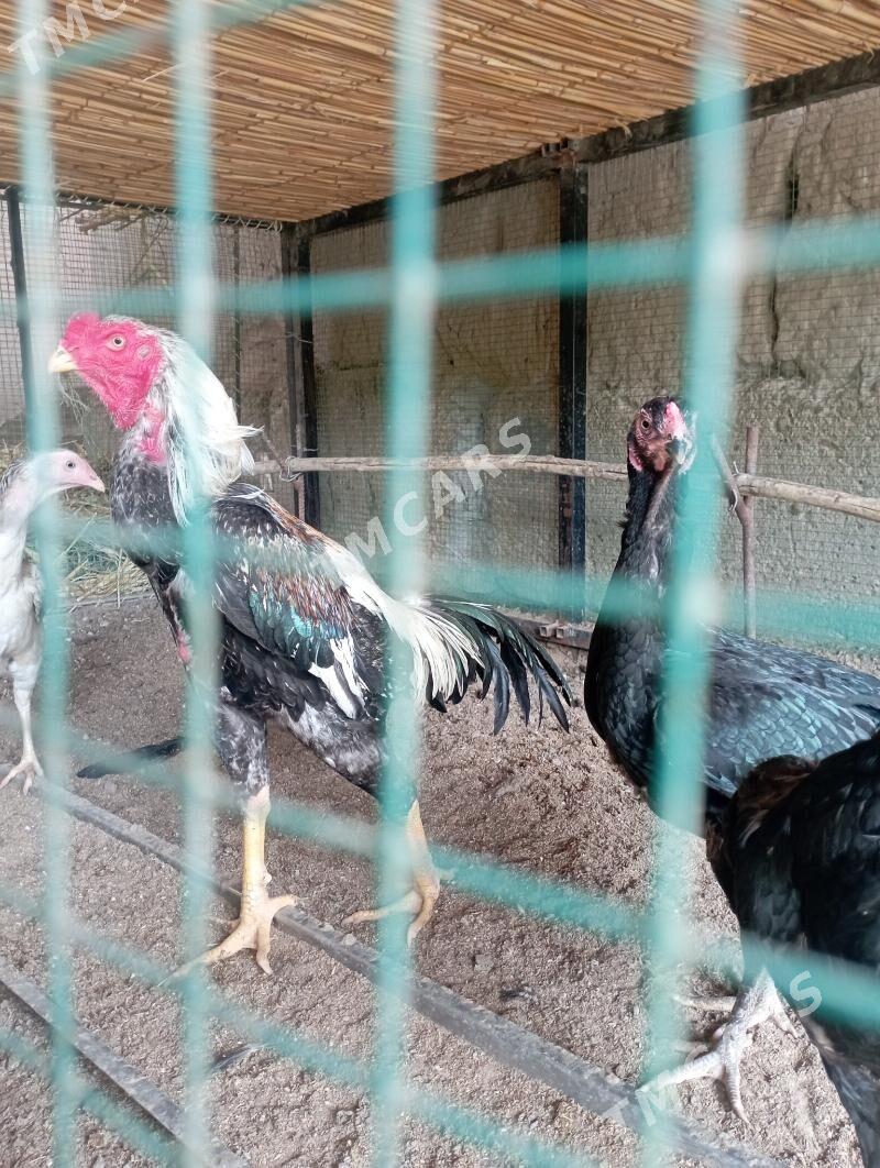horaz - Darganata - img 2