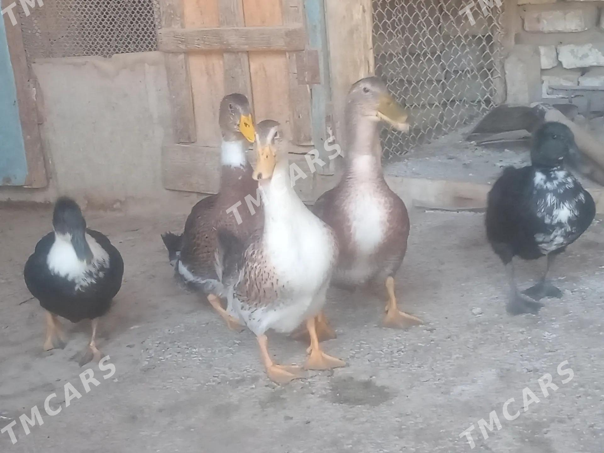 Ordek gak gak - Сакарчага - img 2
