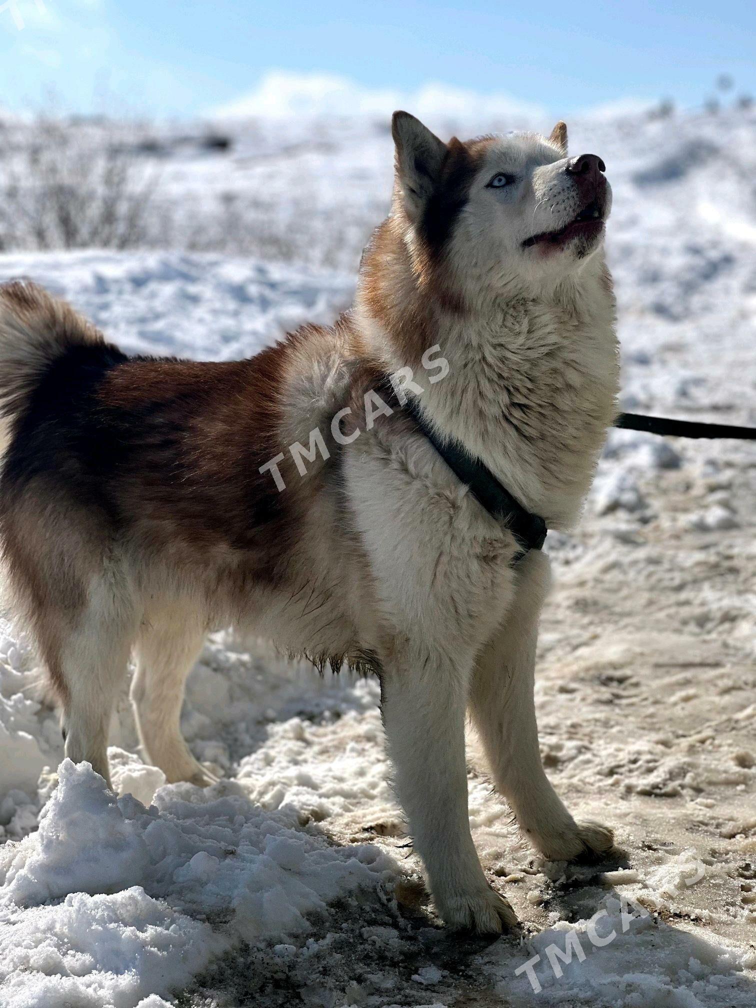 Haski köpek - Büzmeýin - img 2