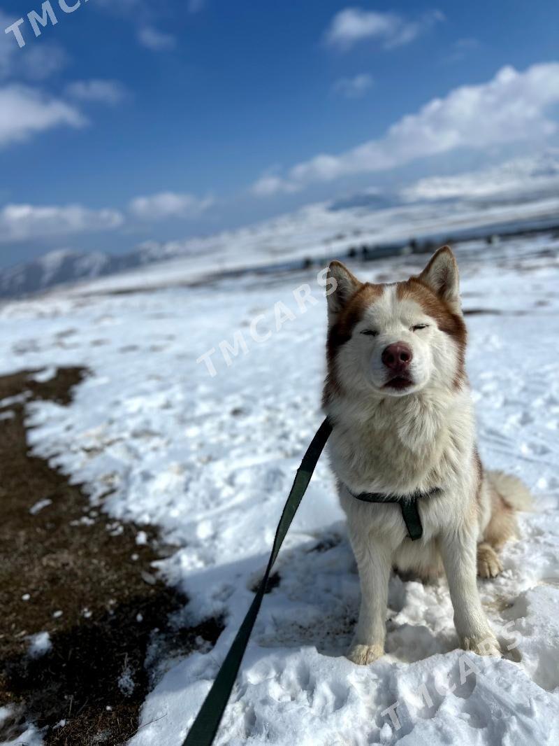 Haski köpek - Büzmeýin - img 3