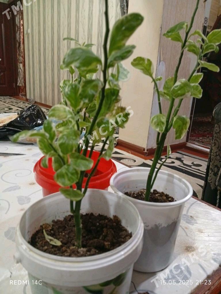 Доллар гул - Türkmenabat - img 2
