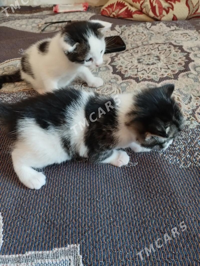 котята - Mary - img 3
