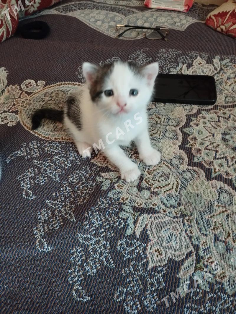 котята - Mary - img 2