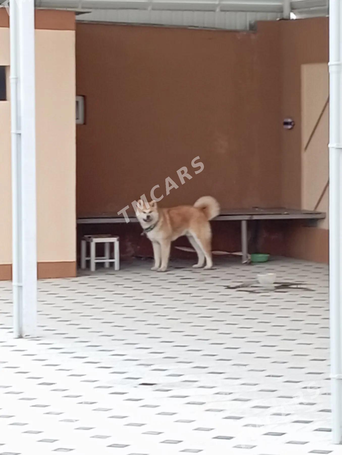 Лайка - Aşgabat - img 2
