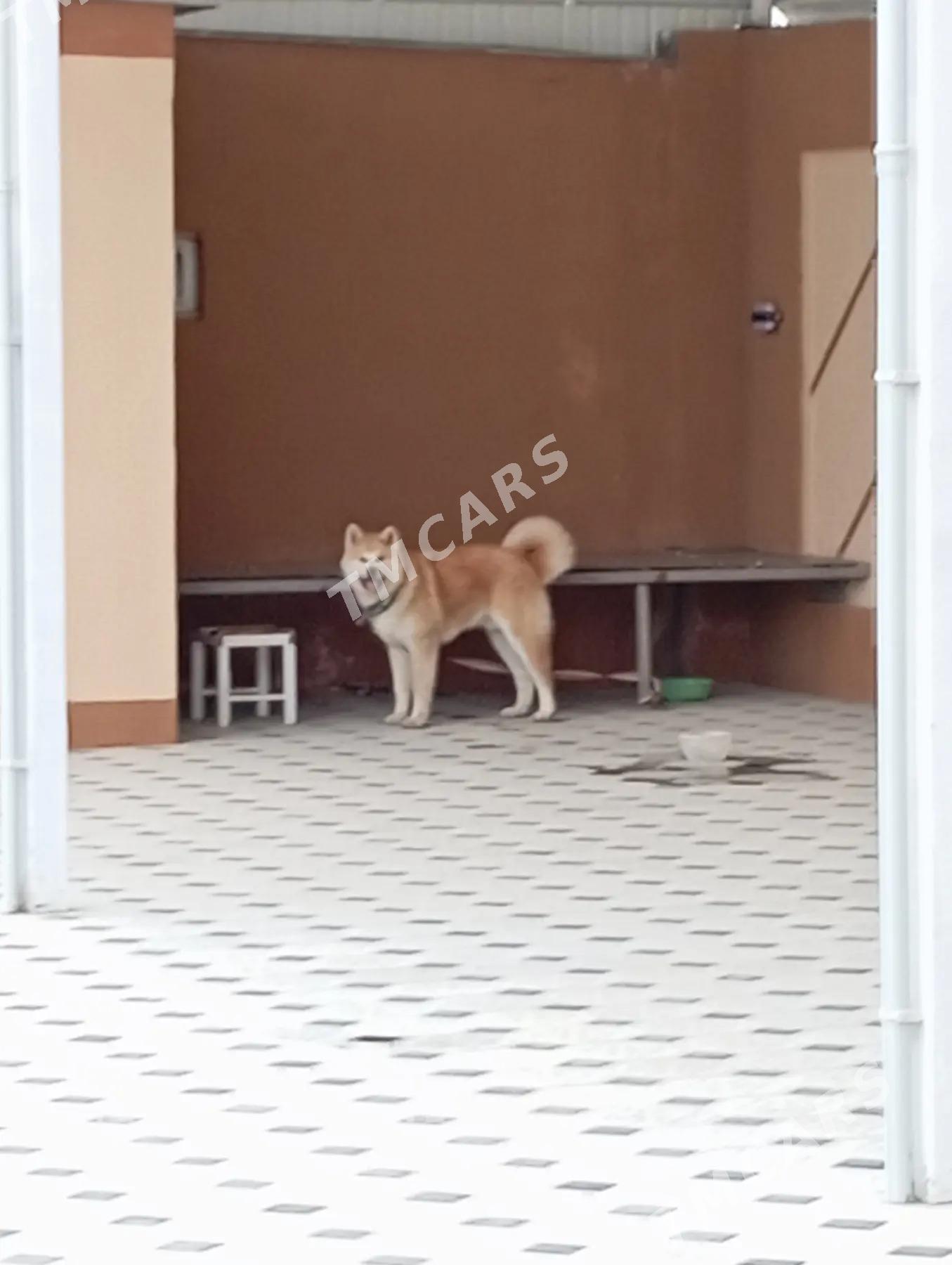 Лайка - Aşgabat - img 3