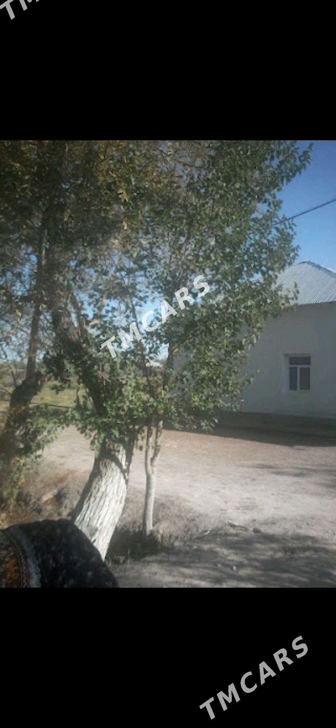 Satlyk jay - Boldumsaz - img 2
