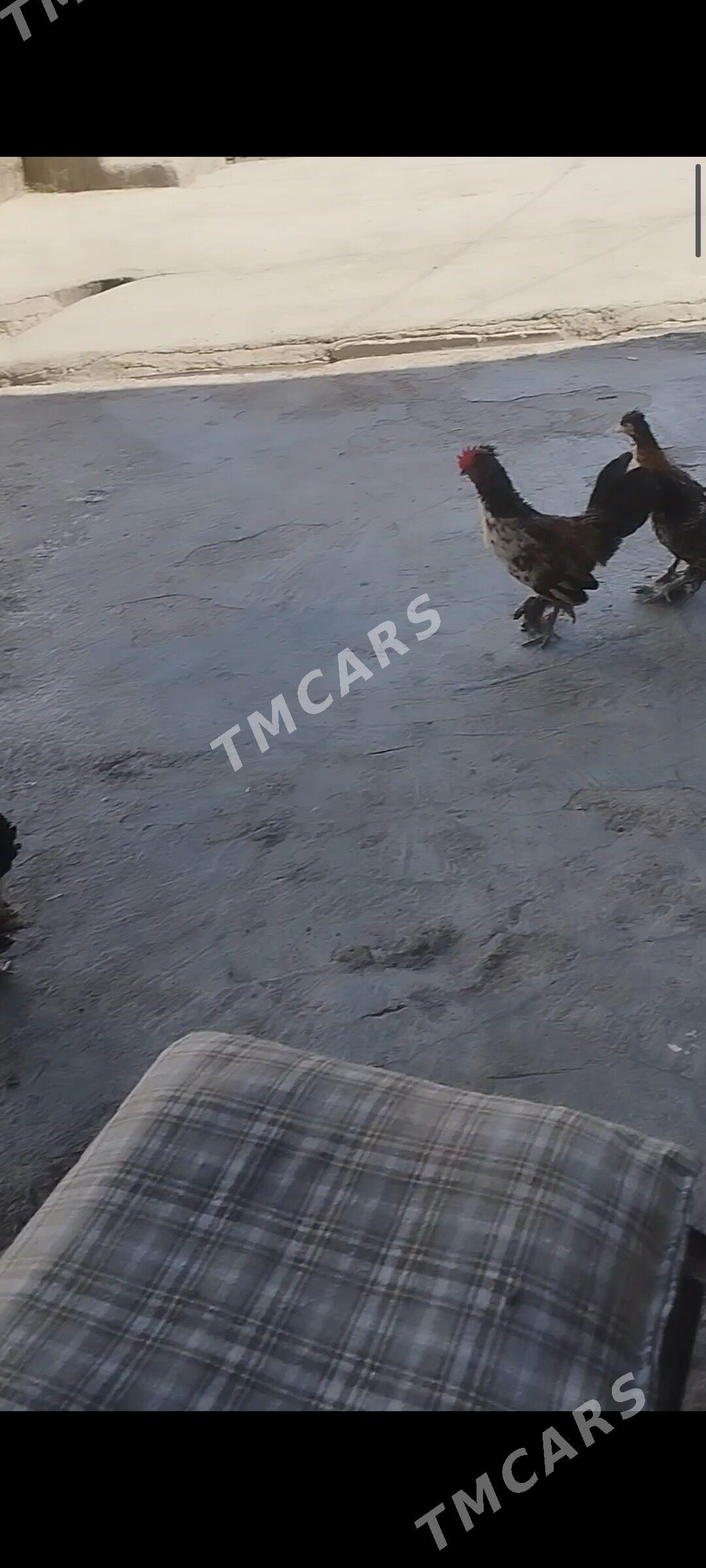 karlik - Köşi - img 2