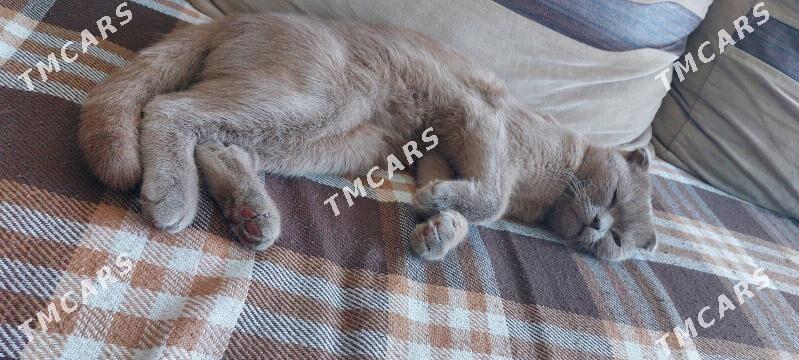 кот вислоухий шотландский - Бузмеин - img 2