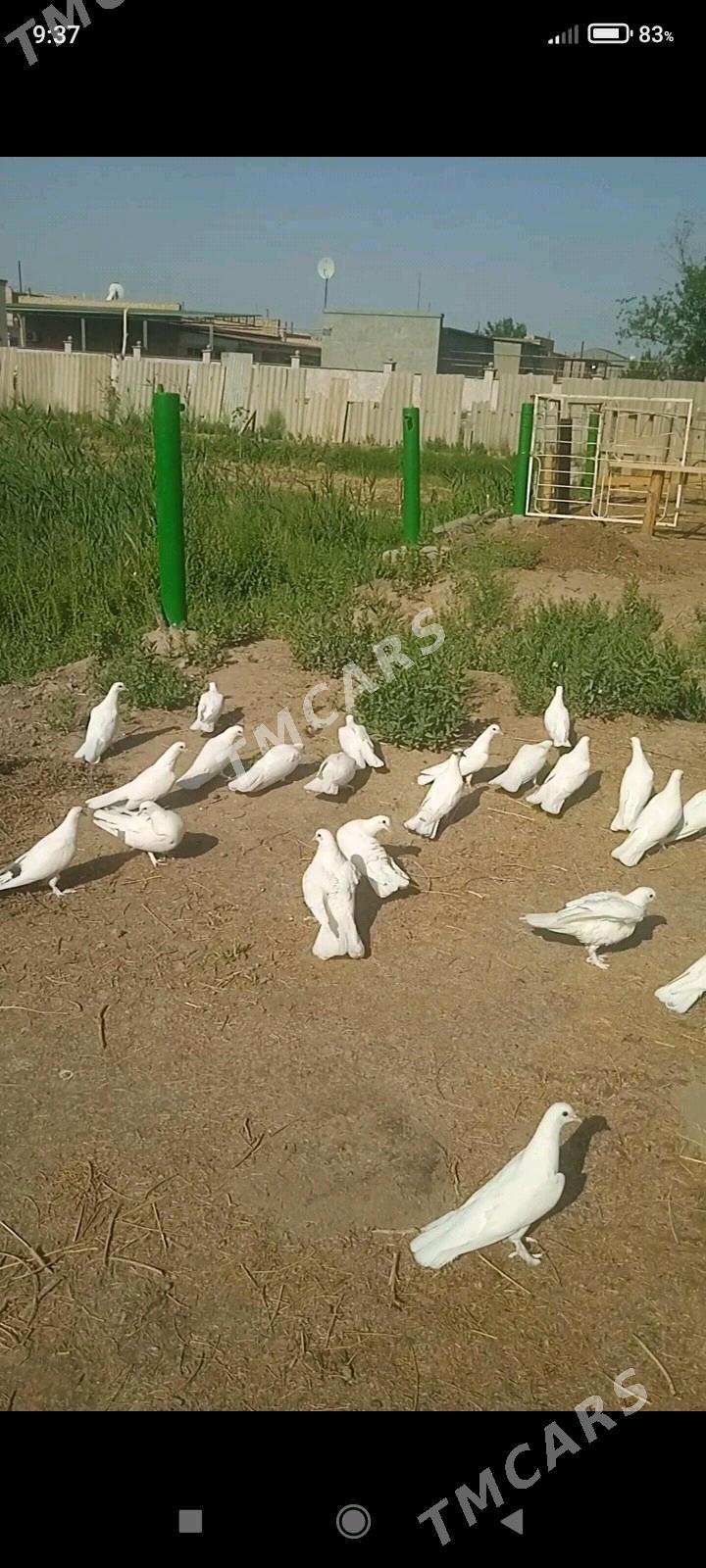 KEPDERI - Дашогуз - img 2