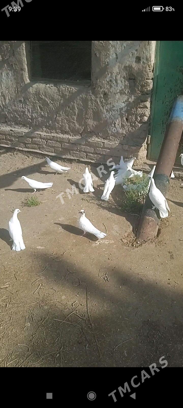 KEPDERI - Дашогуз - img 3