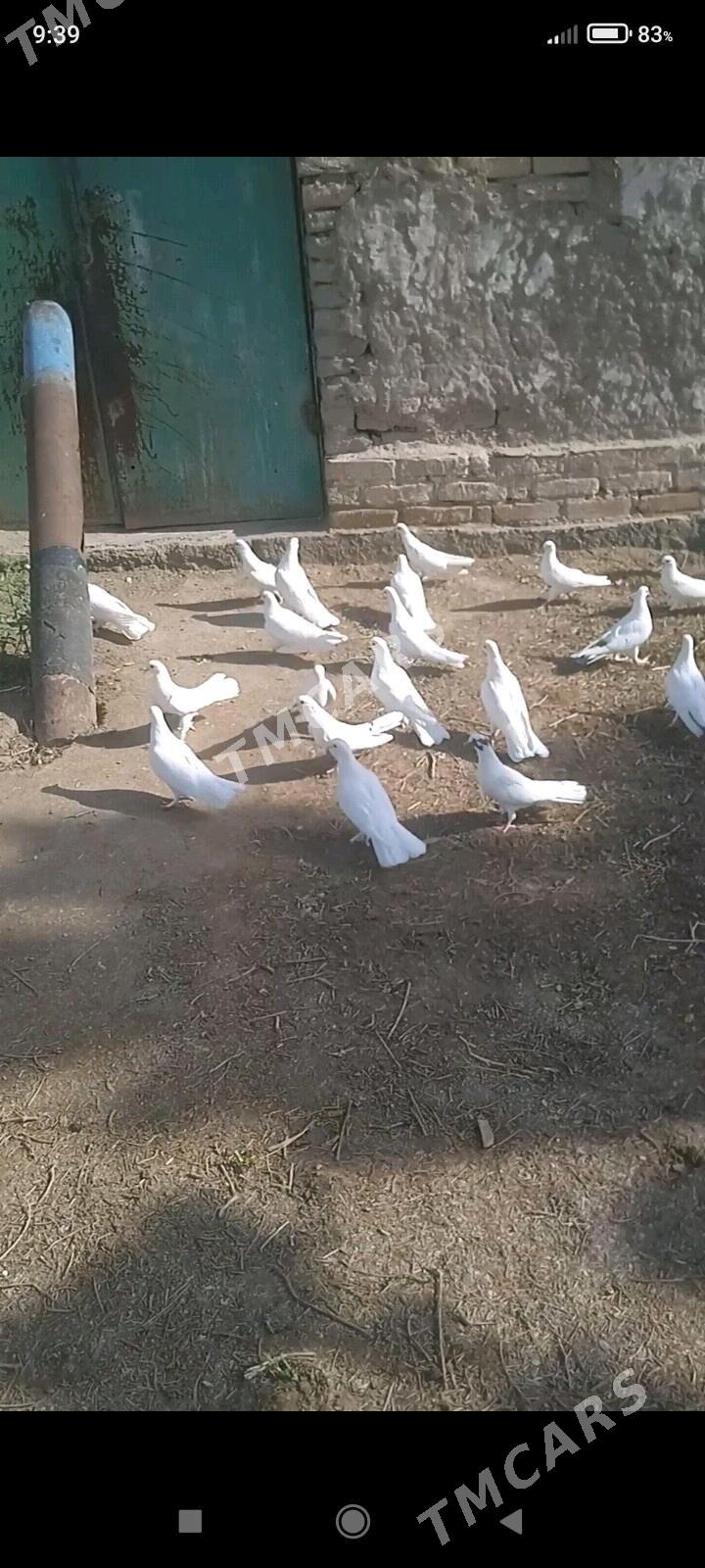 KEPDERI - Дашогуз - img 1