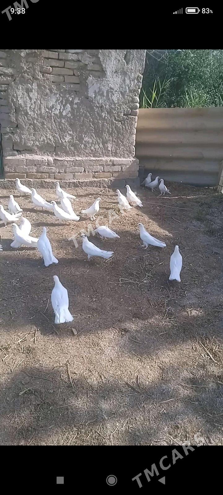 KEPDERI - Дашогуз - img 5