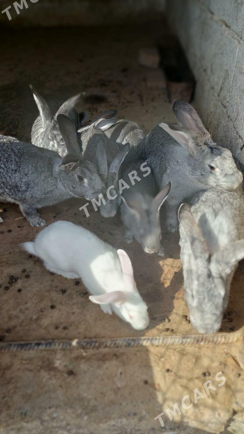 towsan - Gypjak - img 2