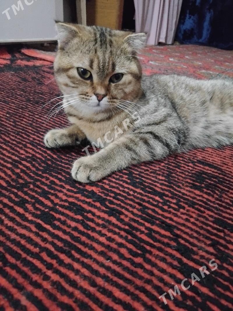 pisik satlanski - Daşoguz - img 2
