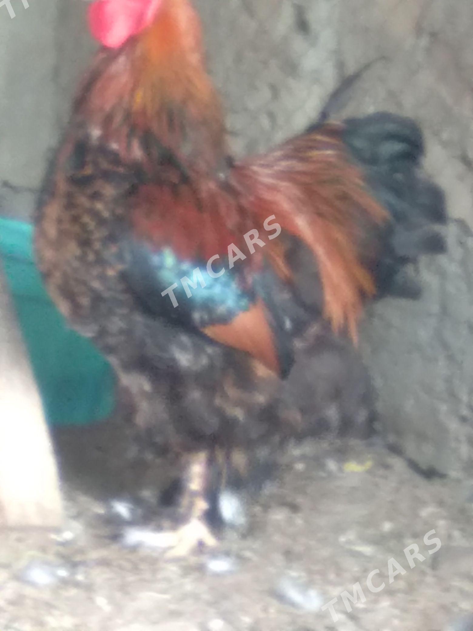 brama horazlar - Gökdepe - img 3