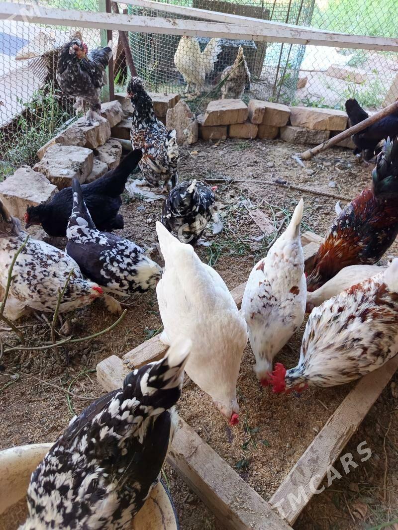troýka ýaponçik - Türkmenabat - img 1