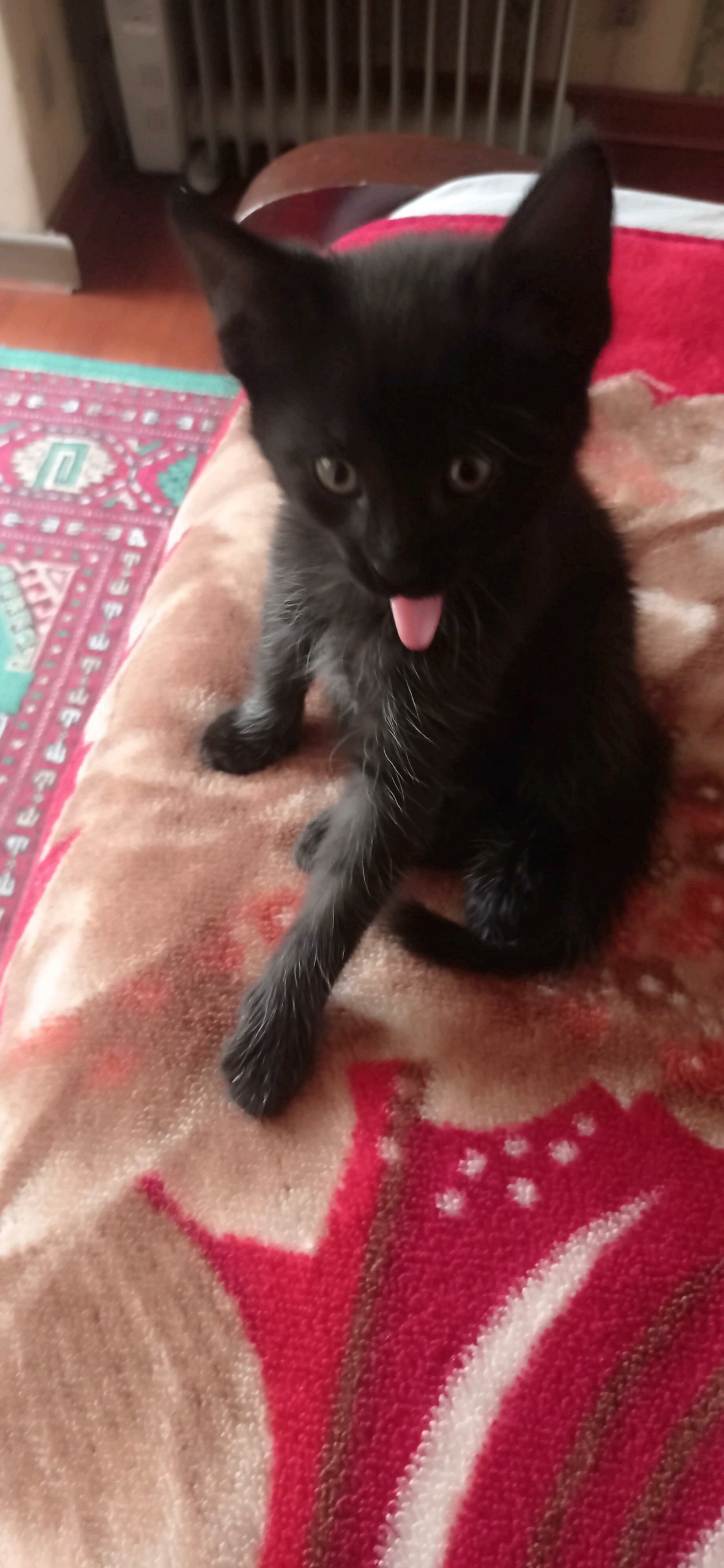 отдам котенка в хорошие руки - Туркменбаши - img 2