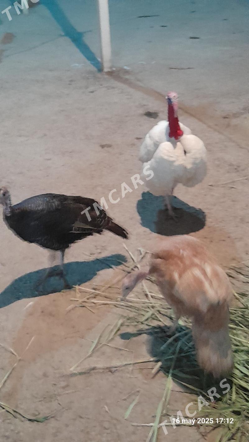 Erkek induk - Garadamak Şor - img 2