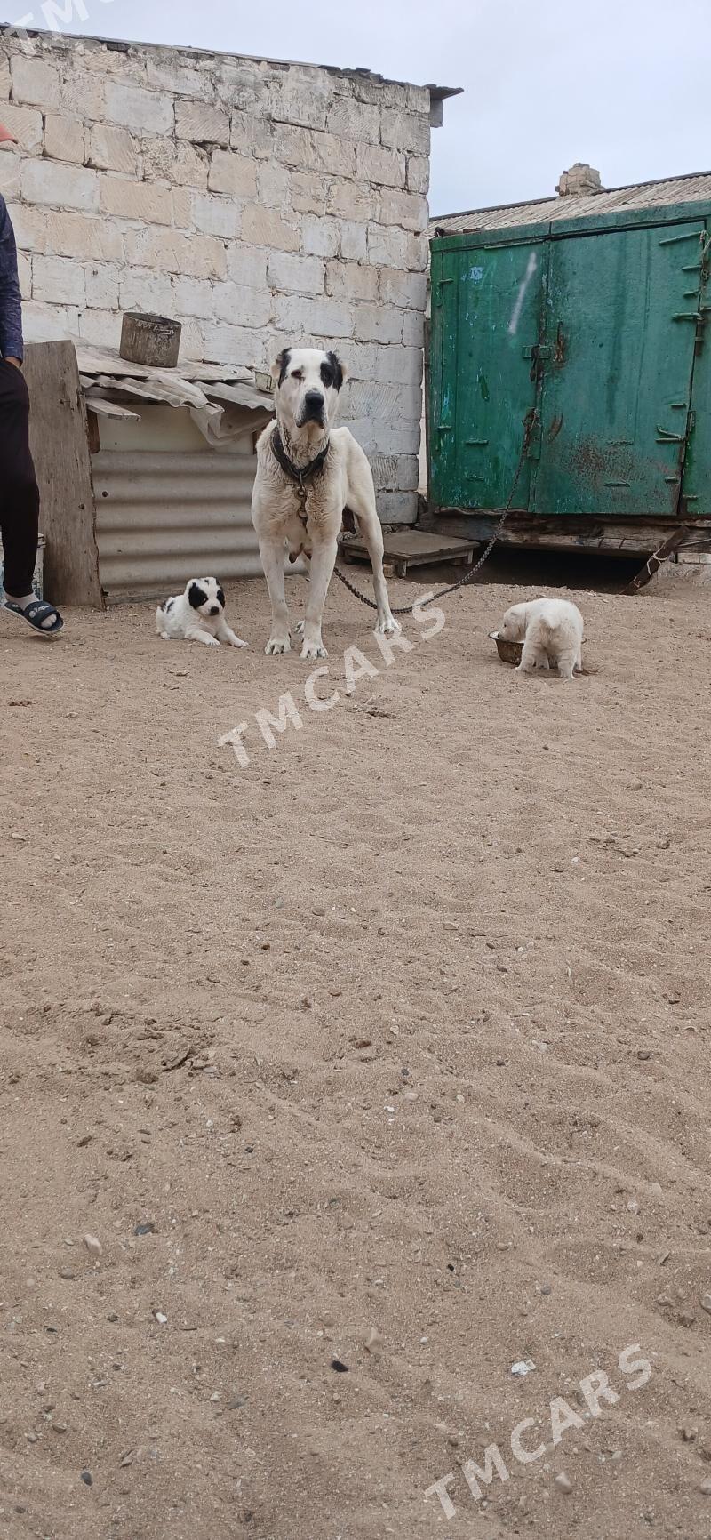 umka alabay - Türkmenbaşy - img 2
