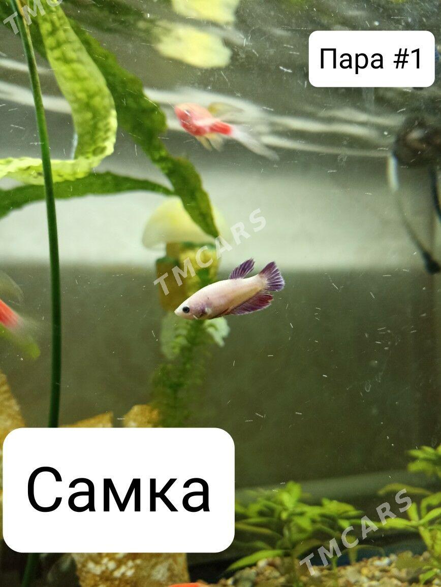 2 пары петушка и 1 самка - Мир 3 - img 4