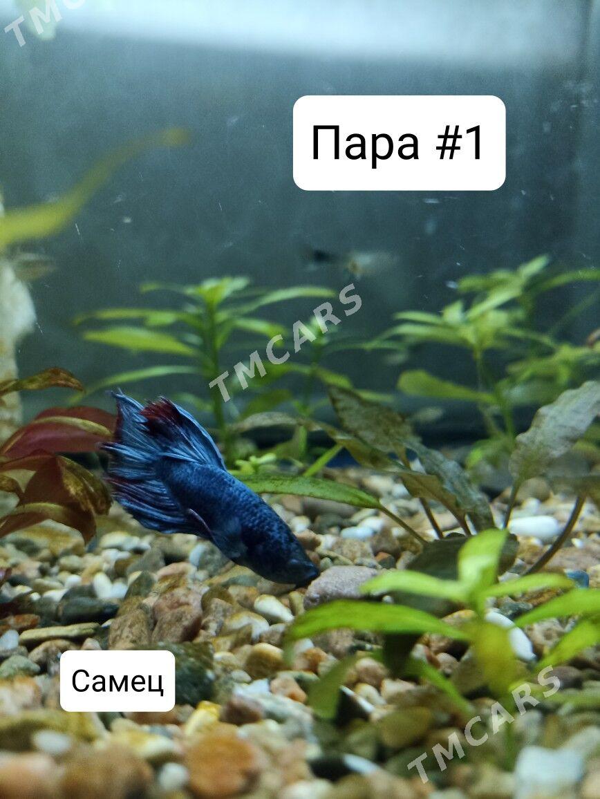 2 пары петушка и 1 самка - Мир 3 - img 2