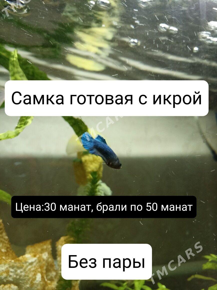 2 пары петушка и 1 самка - Мир 3 - img 5