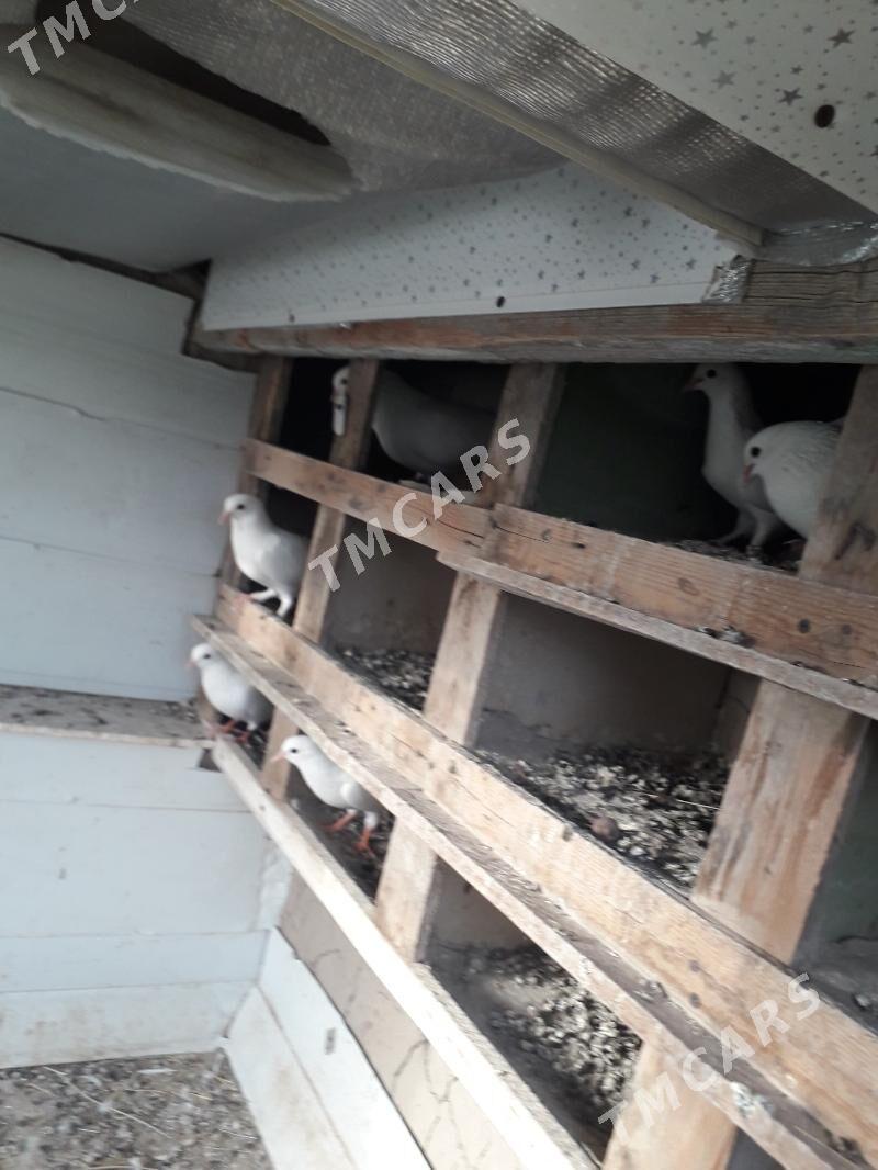 kepder - Türkmenabat - img 2
