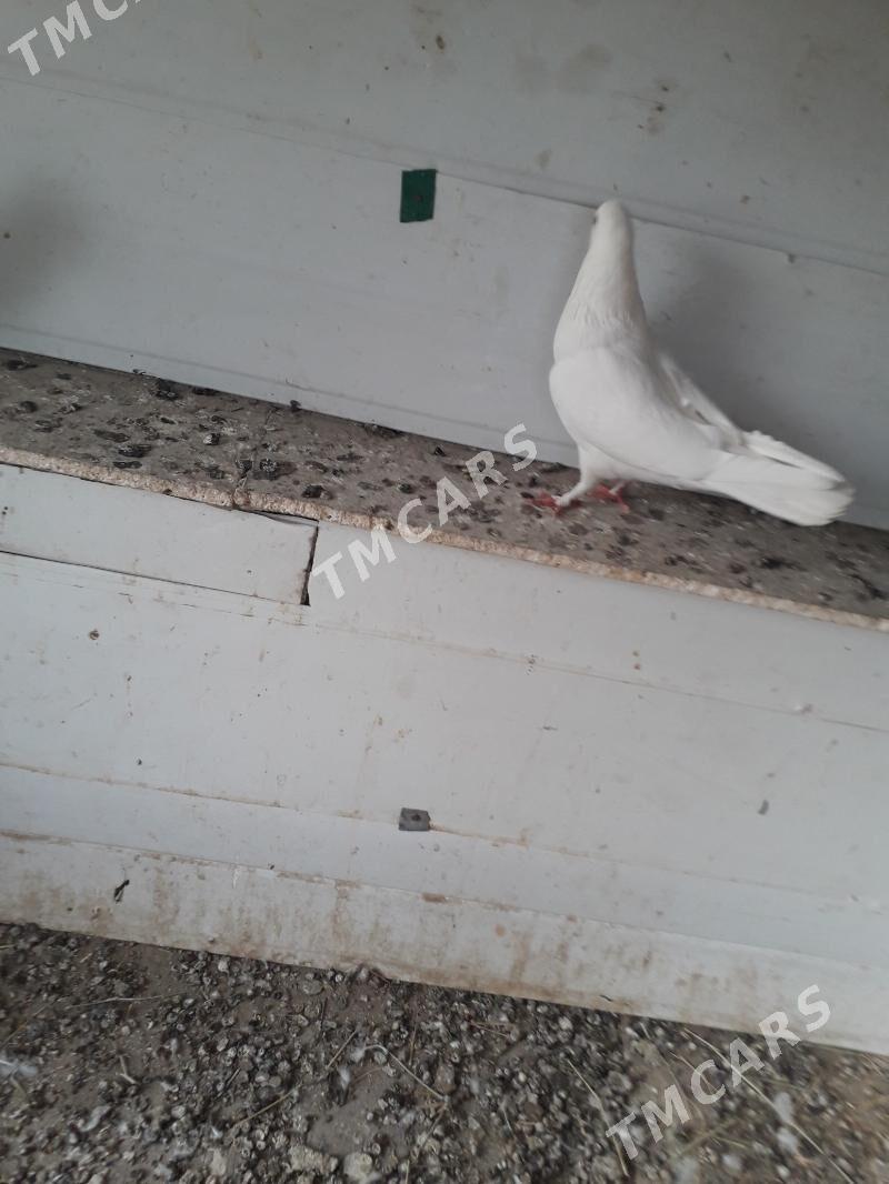 kepder - Türkmenabat - img 3
