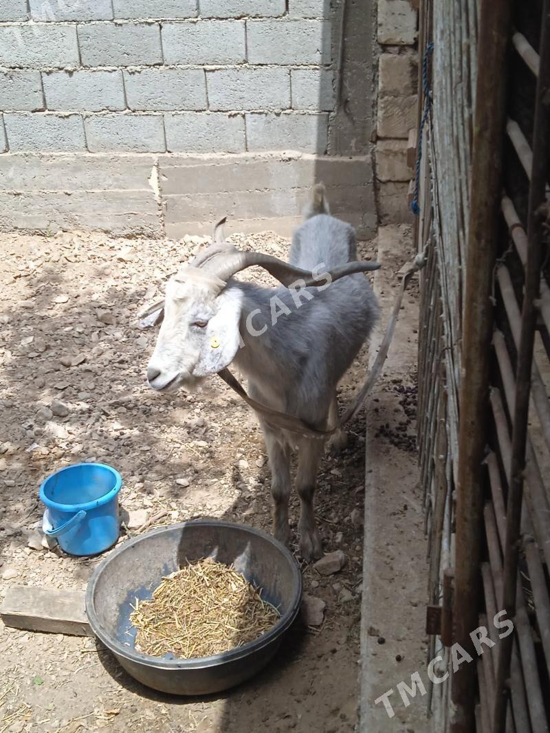 geçiler - Balkanabat - img 3