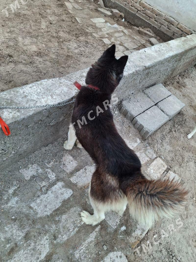 Haski - Daşoguz - img 2
