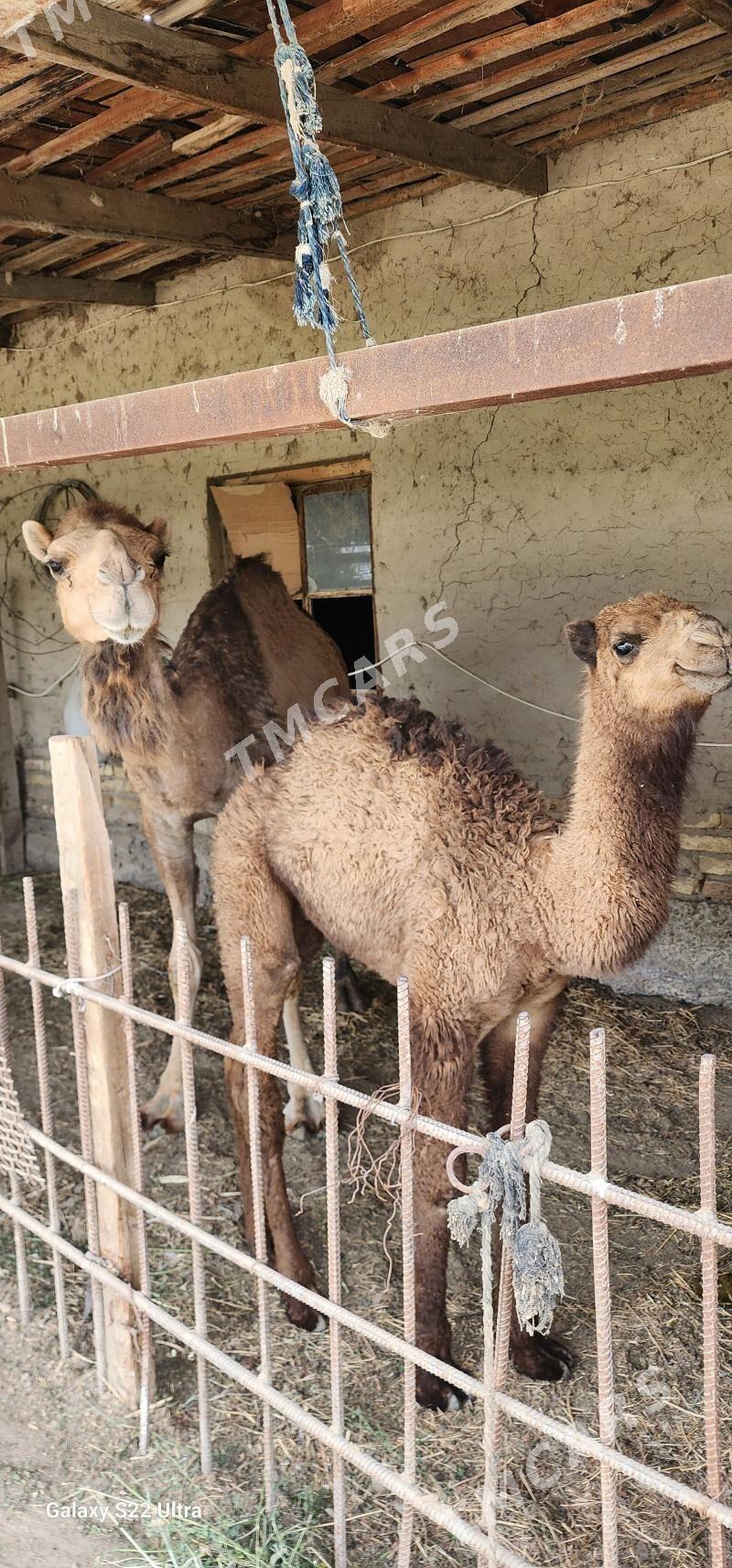 Köşekli düỳe - Мургап - img 2