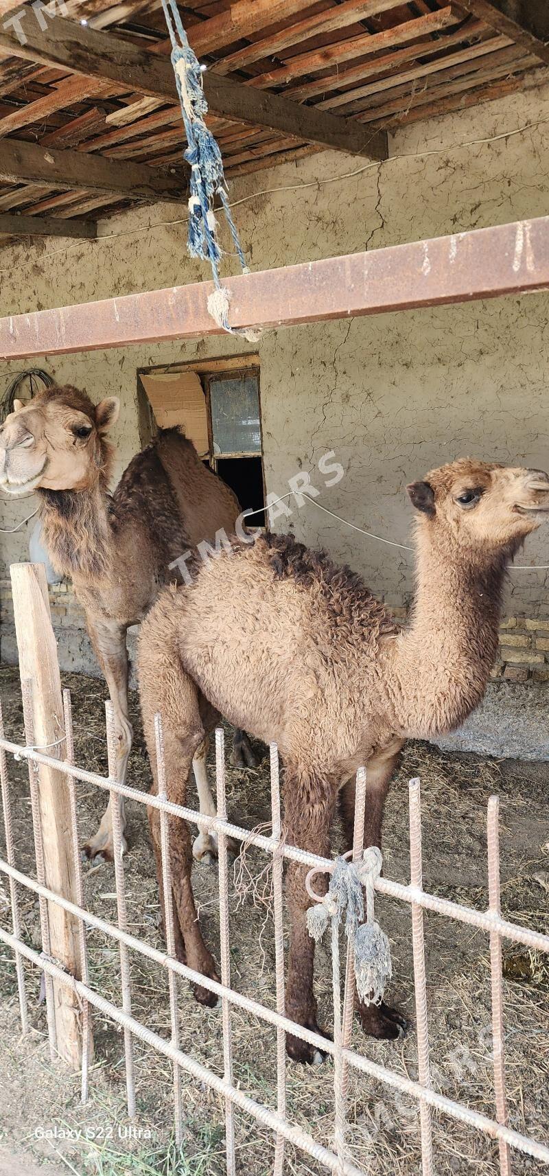 Köşekli düỳe - Мургап - img 5