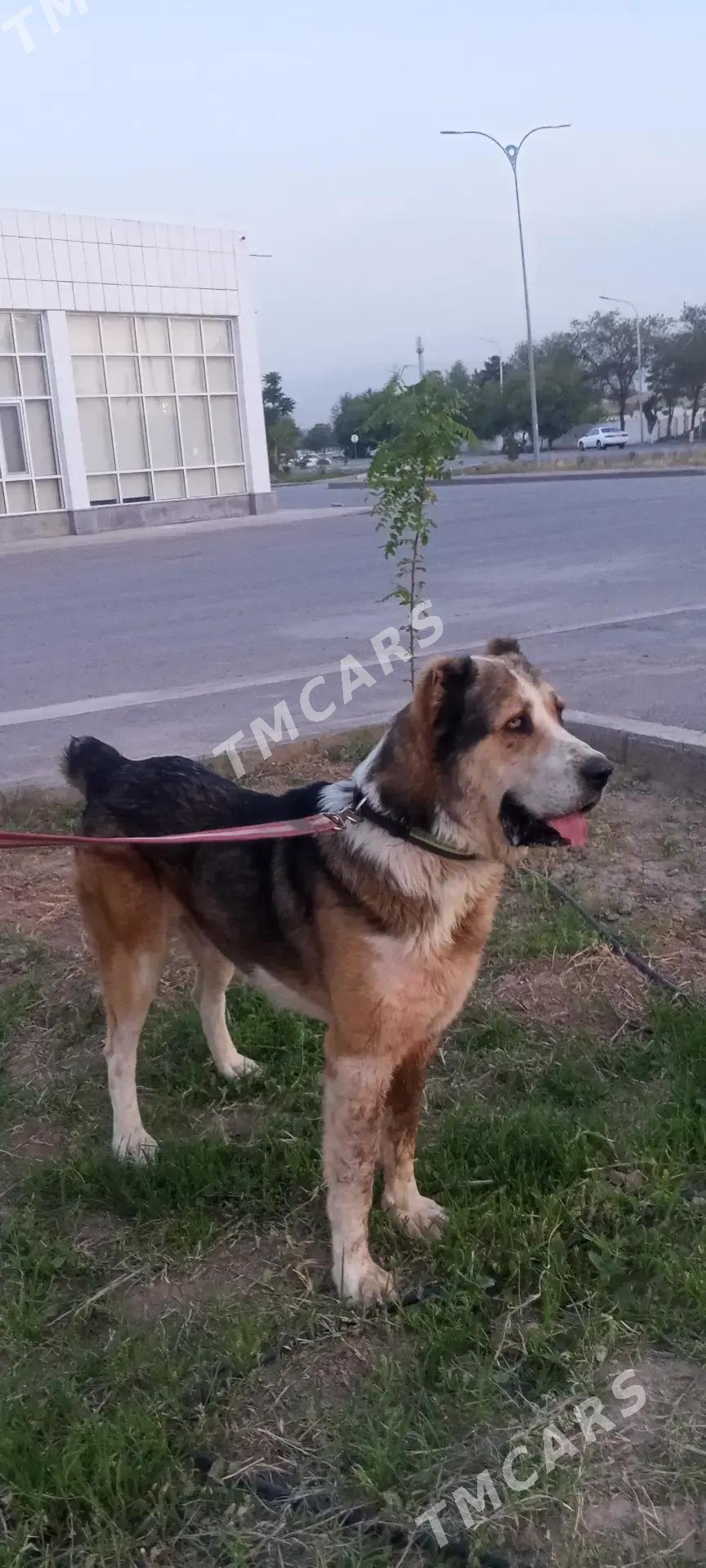 ady basar - Aşgabat - img 1