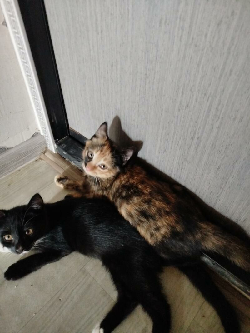 кот - Türkmenabat - img 3